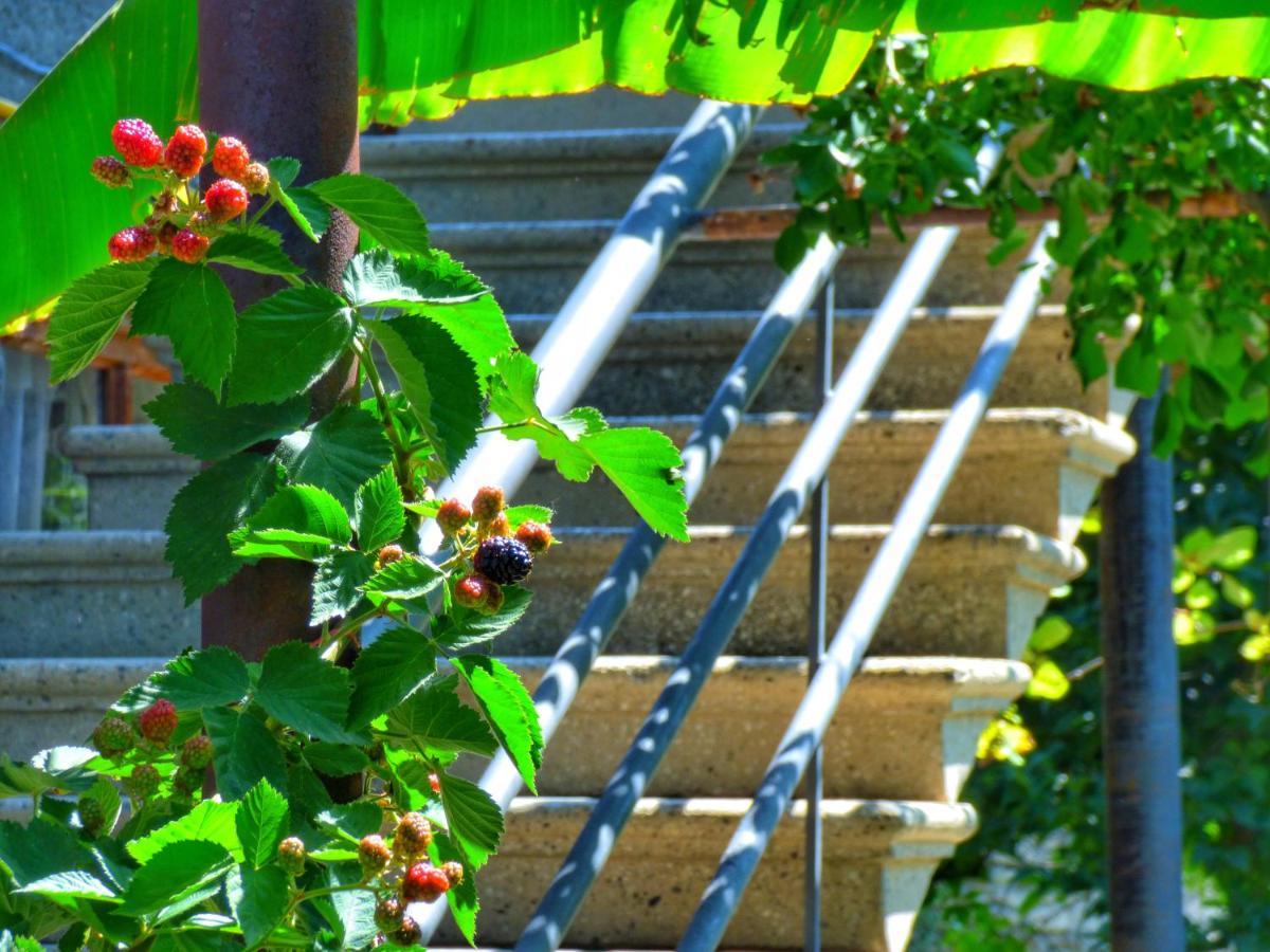 Veli Guest House • Საოჯახო Სასტუმრო Ველი Zemo Alvani Екстериор снимка